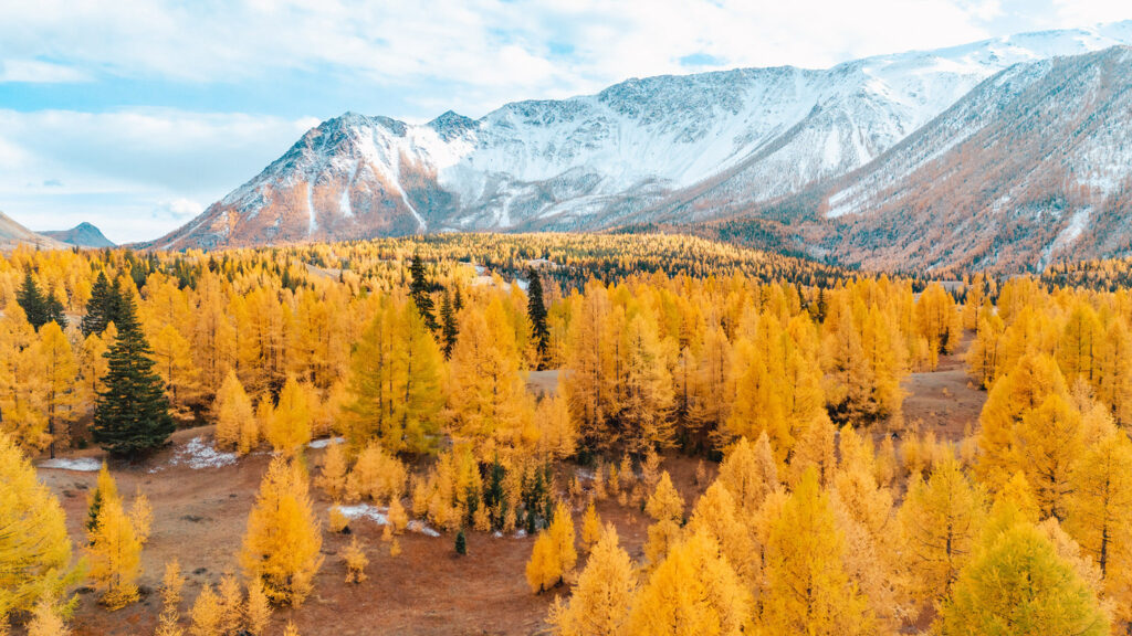 Altai